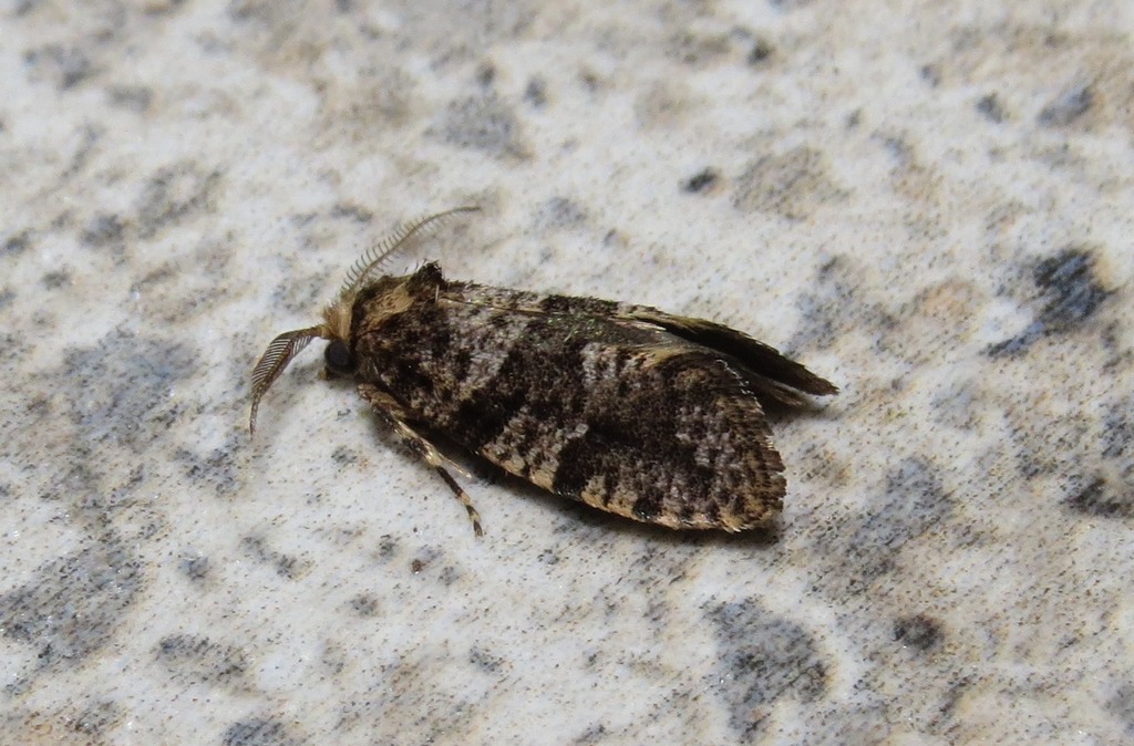Barbaroscardia