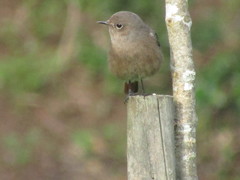 Phoenicurus ochruros