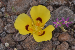 Calochortus syntrophus