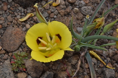 Calochortus syntrophus