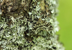 Electrophaes corylata