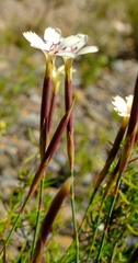 Dianthus caespitosus caespitosus