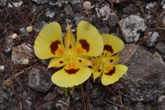 Calochortus syntrophus