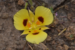 Calochortus syntrophus