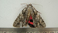 Catocala coccinata