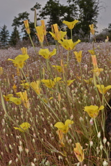 Calochortus syntrophus