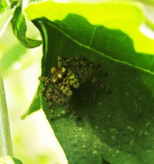 Salticinae