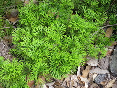 Diphasiastrum thyoides