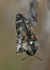 Acmaeodera connexa