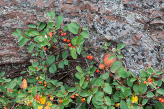 Cotoneaster cinnabarinus