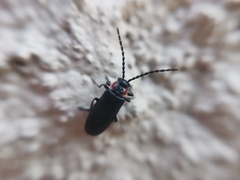 Polemius denticornis