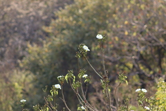 Ipomoea intrapilosa