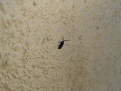 Polemius denticornis