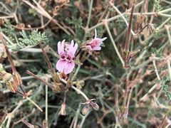 Pelargonium dolomiticum