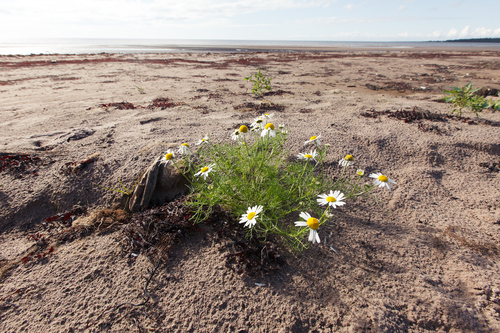 Tripleurospermum maritimum iNat (2)