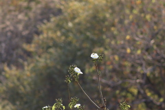 Ipomoea intrapilosa