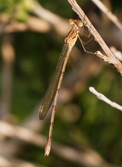Lestes sigma