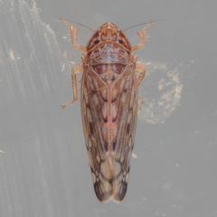 Osbornellus filamentus