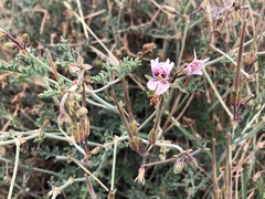 Pelargonium dolomiticum