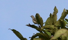 Randia pseudozosterops