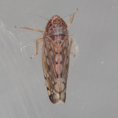 Osbornellus filamentus