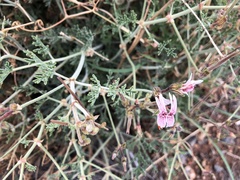 Pelargonium dolomiticum