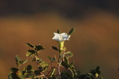 Ipomoea intrapilosa