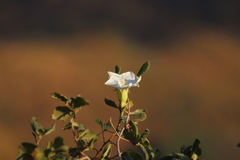 Ipomoea intrapilosa