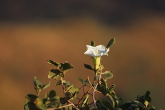 Ipomoea intrapilosa