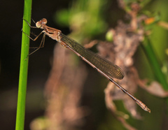 Lestes sigma
