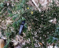 Tibionema abdominalis