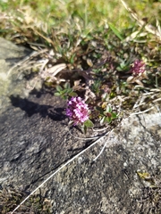 Thymus praecox polytrichus