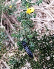 Tibionema abdominalis