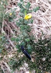 Tibionema abdominalis