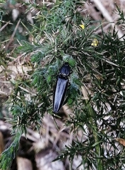 Tibionema abdominalis