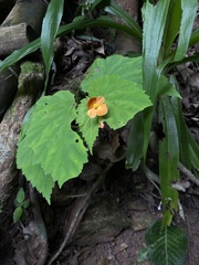 Begonia sutherlandii