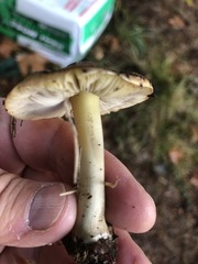 Inocybe mixtilis