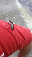 Steirastoma marmoratum