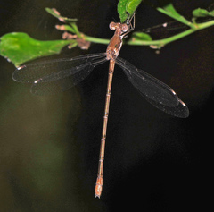 Lestes sigma