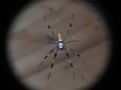 Trichonephila clavipes image