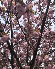 Prunus