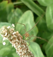 Tetragnatha versicolor