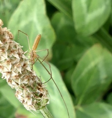 Tetragnatha versicolor