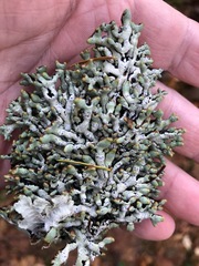 Hypogymnia occidentalis