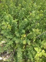 Chamaecytisus ruthenicus