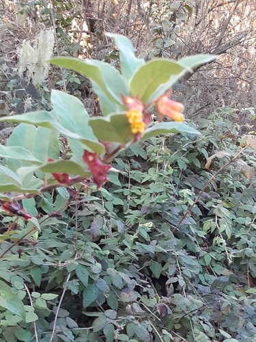 Twinberry honeysuckle (Lonicera involucrata)