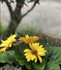 Asteraceae