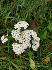 Achillea millefolium