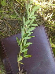 Chamaecytisus ruthenicus