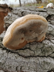 Fomes fomentarius